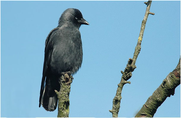 DOHLE, JACKDAW, CORVUS MONEDULA 