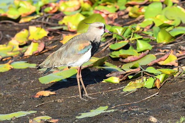 BRONZEKIEBITZ, SOUTHERN LAPWING, VANELLUS CHILENSIS