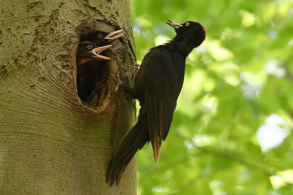 SCHWARZSPECHT,  BLACK WOODPECKER, DRYOCOPUS MARTIUS