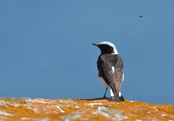 NONNENSTEINSCHMÄTZER, PIED WHEATEAR, OENANTHE PLESCHANKA