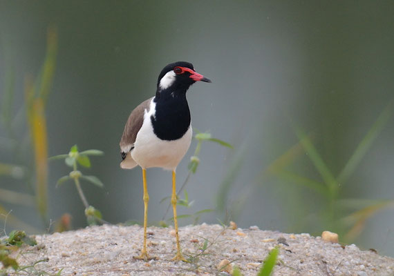 ROTLAPPENKIEBITZ, RED-WATTLED LAPWING, VANELLUS INDICUS