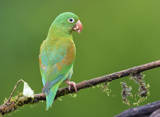 TOVISITTICH, ORANGE-CHINNED PARAKEET, BROTOGERIS JUGULARIS