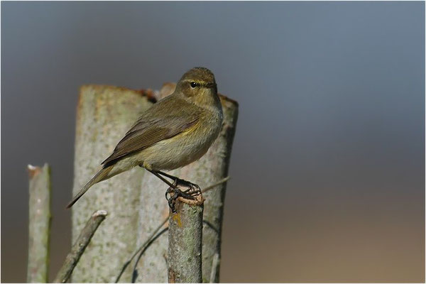 ZILPZALP, CHIFFCHAFF, PHYLLOSCOPUS COLLYBITA