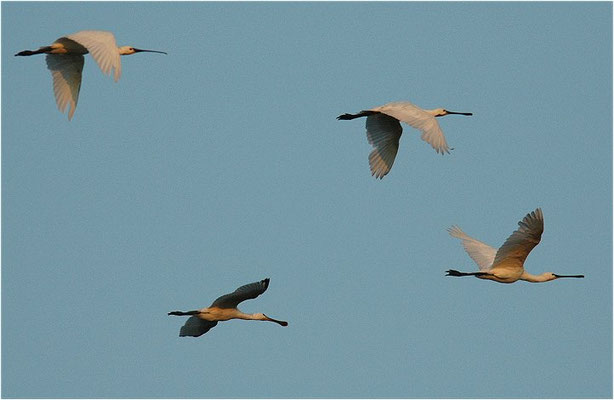 LÖFFLER, SPOONBILL, PLATALEA LEUCORODIA