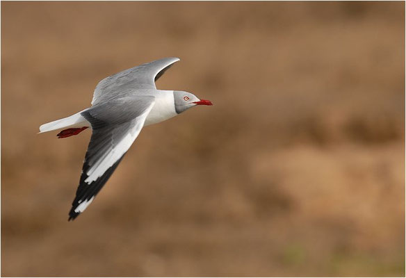 GRAUKOPFMÖWE, GREY-HEADED GULL, LARUS CIRROCEPHALUS