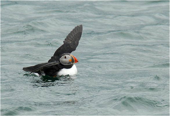 PAPAGEITAUCHER, ATLANTIC PUFFIN, FRATERCULA ARCTICA