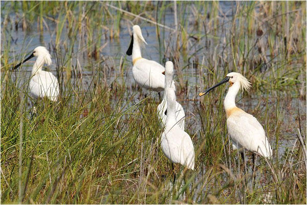 LÖFFLER, SPOONBILL, PLATALEA LEUCORODIA