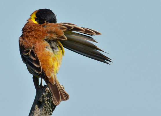 KAPPENAMMER, BLACK-HEADED BUNTING, EMBERIZA MELANOCEPHALA