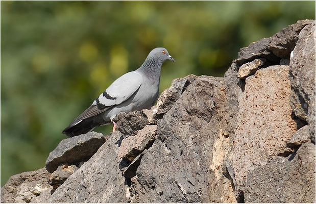 FELSENTAUBE, ROCK DOVE, COLUMBA LIVIA