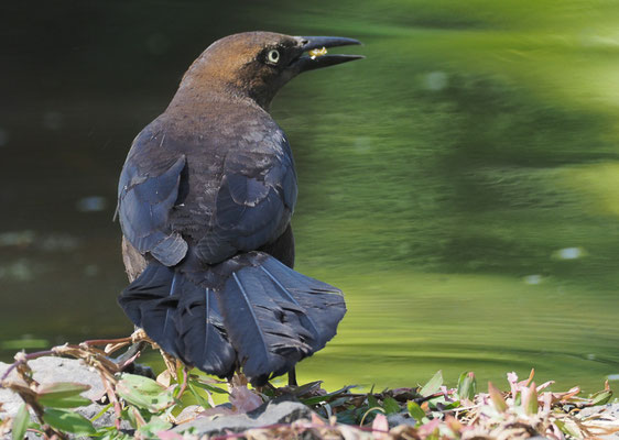 DOHLENGRACKEL, GREAT-TAILED GRACKLE, QUISCALUS MEXICANUS