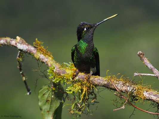 TALAMANCA-KOLIBRI, ADMIRABLE HUMMINGBIRD, EUGENES SPECTABILIS