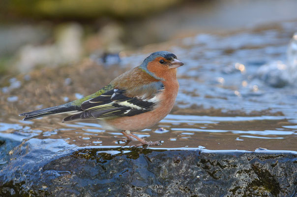 BUCHFINK, CHAFFINCH, FRINGILLA COELEBS