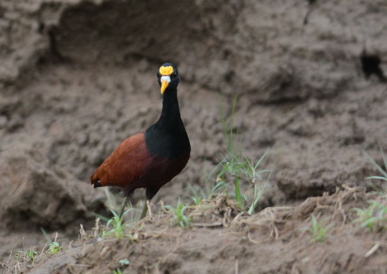 GELBSTIRNBLATTHUHN , NORTHERN JACANA, JACANA SPINOSA