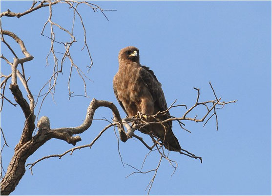 RAUBADLER, TAWNY EAGLE, AQUILA RAPAX