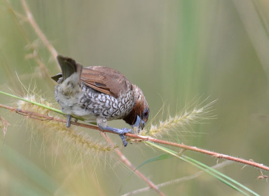 MUSKATFINK, SCALY-BREASTED MUNIA, LONCHURA PUNCTULATA 