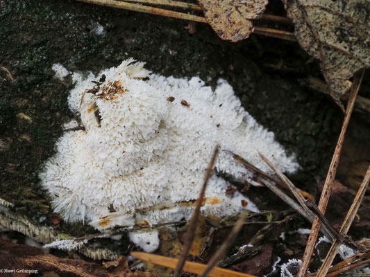Breitstacheliger Schwammporling - Spongipellis pachyodon