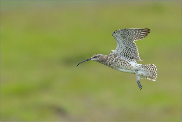 REGENBRACHVOGEL, WHIMBREL, NUMENIUS PHAEOPUS