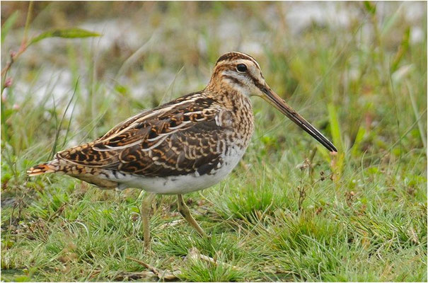 BEKASSINE, COMMON SNIPE, GALLINAGO GALLINAGO