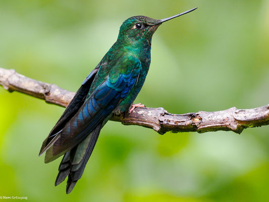 BLAUFLÜGEL-KOLIBRI, GREAT SAPPHIREWING - PTEROPHANES CYANOPTERUS