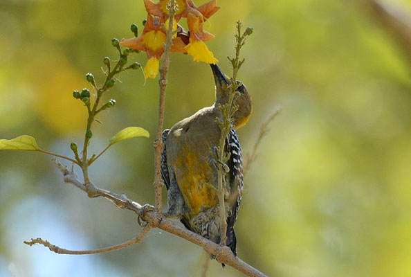 HOFFMANNSPECHT, HOFFMANN´S WOODPECKER, MELANERPES HOFFMANNII