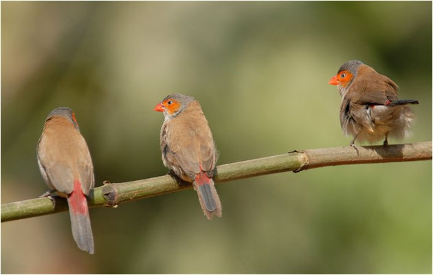 ORANGEBÄCKCHEN, ORANGE-CHEEKED WAXBILL, ESTRILDA MELPODA