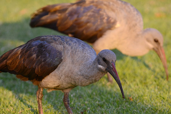 HAGEDASCH, HADEDA IBIS, BOSTRYCHIA HAGEDASH