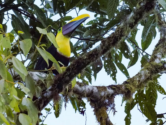 GOLDKEHLTUKAN, BLACK-MANDIBLED TOUCAN - RAMPHASTOS AMBIGUUS