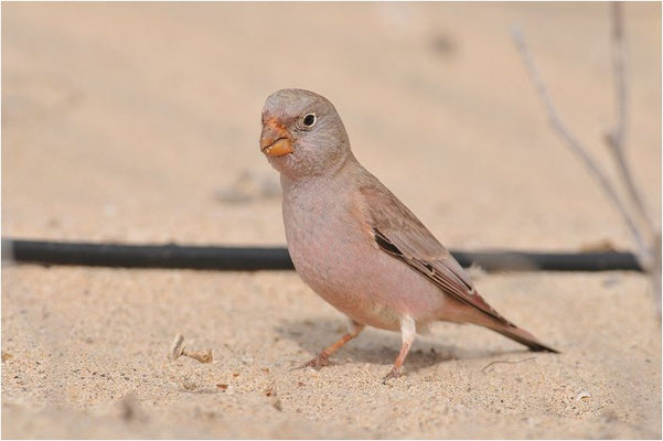 WÜSTENGIMPEL, TRUMPETER FINCH, BUCANETES GITHAGINEUS