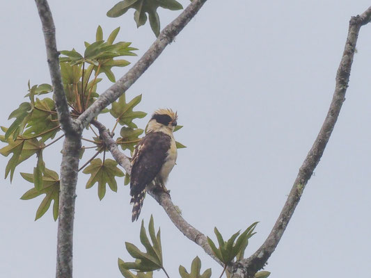 LACHFALKE, LAUGHING FALCON - HERPETOTHERES CACHINNANS