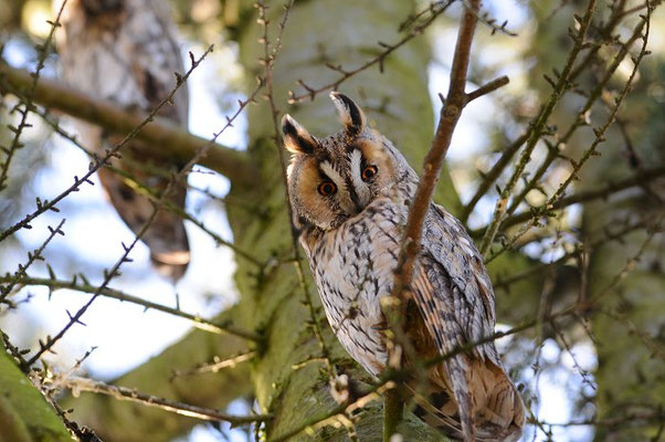 WALDOHREULE, LONG-EARED OWL, ASIO OTUS
