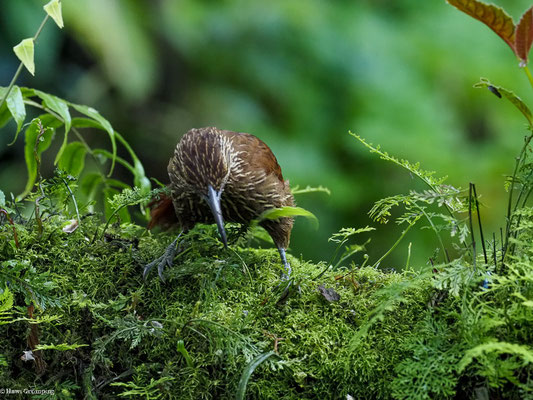 STARKSCHNABEL-BAUMSTEIGER, STRONG-BILLED WOODCREEPER - XIPHOCOLAPTES  PROMEROPIRHYNCHUS