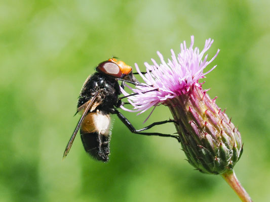 Gemeine Waldschwebfliege, Witte reus, Volucella pelluscens