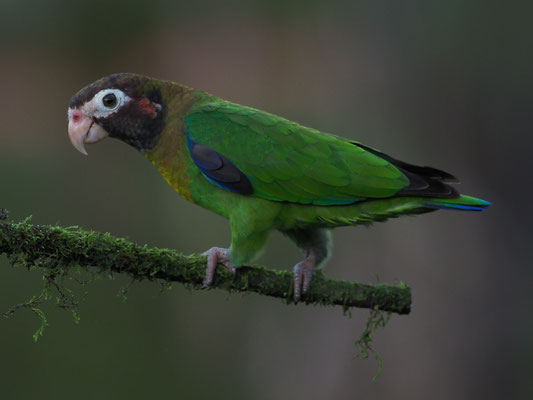 BLUTOHRPAPAGEI, BROWN-HOODED PARROT, PINOPSITTA HAEMATOTIS