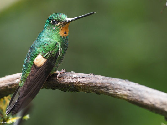 FAHLFLÜGEL-ANDENKOLIBRI, BUFF-WINGED STARFRONTLET - COELIGENA LUTETIAE