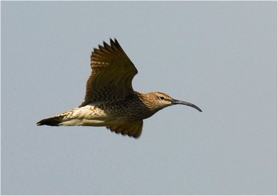 REGENBRACHVOGEL, WHIMBREL, NUMENIUS PHAEOPUS