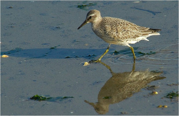 KNUTT, RED KNOT, CALIDRIS CANUTUS