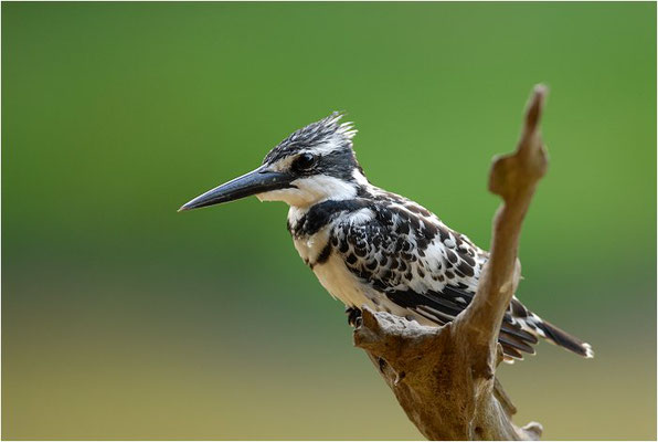 GRAUFISCHER, PIED KINGFISHER, CERYLE RUDIS