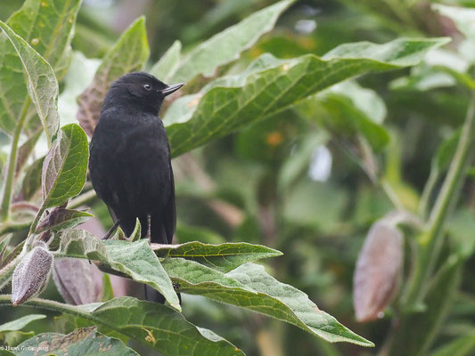 SCHWARZBAUCH-HAKENSCHNABEL, BLACK FLOWERPIERCER- DIGLOSSA HUMERALIS