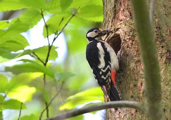 BUNTSPECHT, GREAT SPOTTED WOODPECKER, DENDROCOPOS MAJOR