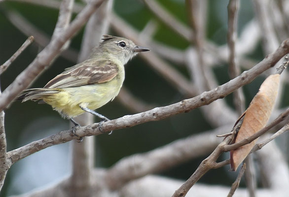 GELBBAUCH-OLIVTYRANN, YELLOW-BELLIED ELAENIA, ELAENIA FLAVOGASTER
