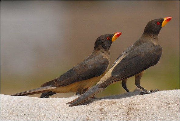 MADENHACKER, YELLOW-BILLED OXPECKER, BUPHAGUS AFRICANUS