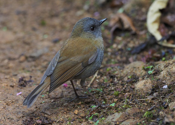 GRAUKEHL-MUSENDROSSEL, BLACK-BILLED NIGHTINGALE-TRUSH, CATHARUS GRACILIROSTRIS