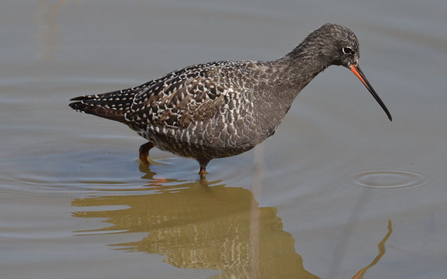 DUNKLER WASSERLÄUFER, SPOTTED REDSHANK, TRINGA ERYTHROPUS