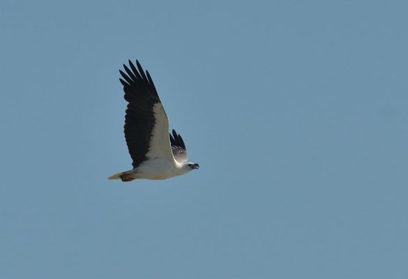 WEISSBAUCHSEEADLER, WHITE-BELLIED SEA EAGLE, HALIAEETUS LEUCOGASTER