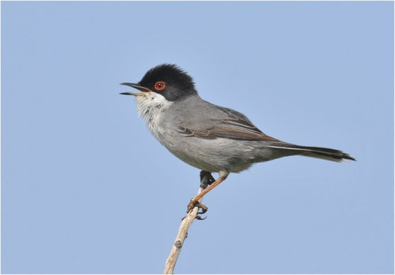 SAMTKOPFGRASMÜCKE, SARDINIAN WARBLER, SYLVIA MELANOCEPHALA