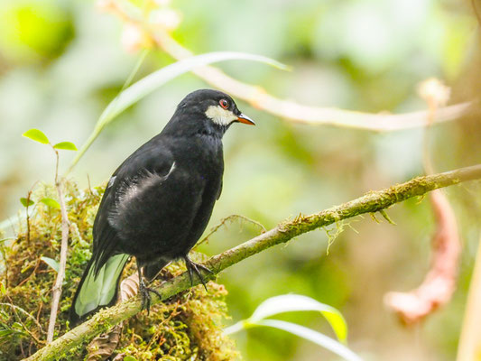 Schwarzklarino, Black Solitaire - Entomodestes coracinus