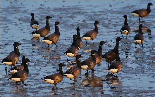 RINGELGANS, BRENT GOOSE, BRANTA BERNICLA