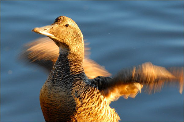 EIDERENTE, EIDER, SOMATERI MOLLISSIMA