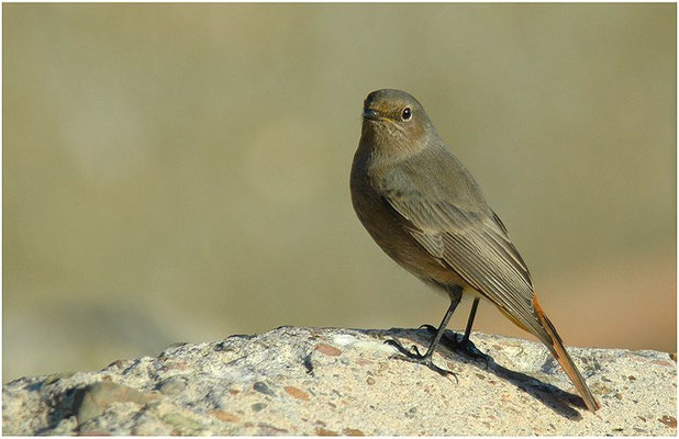 HAUSROTSCHWANZ, BLACK REDSTART, PHOENICURUS OCHRUROS