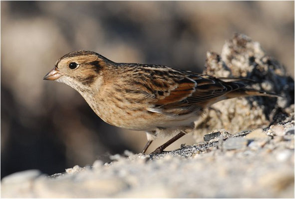 SPORNAMMER, LAPLAND BUNTING, CALCARIUS LAPPONICUS